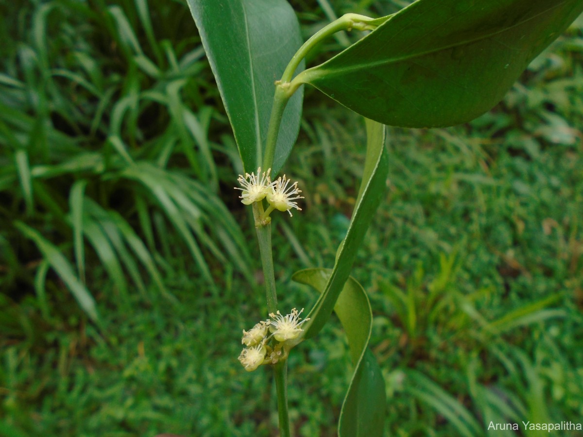 Suregada lanceolata (Willd.) Kuntze